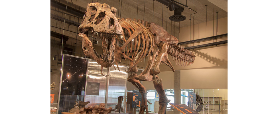 T-Rex Discovery Centre is a fun summer family friendly activity.